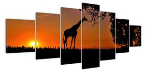 Obraz žirafy v přírodě (210x100cm)