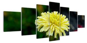 Obrazy květiny (210x100cm)