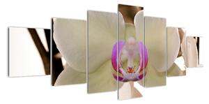 Orchidej - obraz (210x100cm)