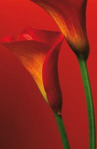Fototapety Red Calla Lilies F406