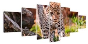 Mládě leoparda - obraz do bytu (210x100cm)