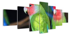 Papoušci - obraz (210x100cm)