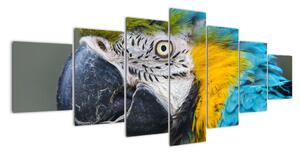 Papoušek - obraz (210x100cm)