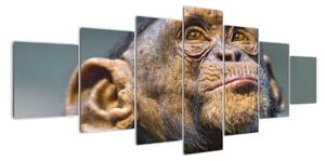 Opice - obrazy (210x100cm)