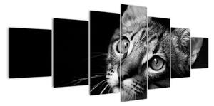 Obraz kočky (210x100cm)