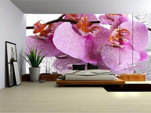 Fototapeta Orchidej vlies 152,5 x 104 cm