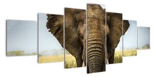 Slon - obraz (210x100cm)