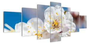 Květ třešně - obraz (210x100cm)