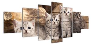 Koťata - obraz (210x100cm)