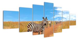 Zebra na cestě - obraz (210x100cm)