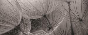 Fototapeta panoramatická vliesová Grey interior of dandelion