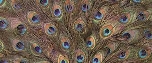 Fototapeta panoramatická vliesová Paví peří