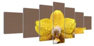 Žlutá orchidej - obraz (210x100cm)