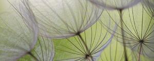 Fototapeta panoramatická vliesová Interior of dandelion