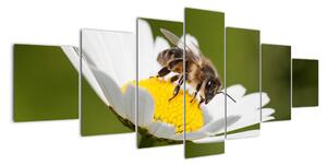 Včela na sedmikrásce - obraz (210x100cm)