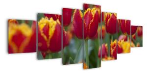Tulipánové pole - obraz (210x100cm)