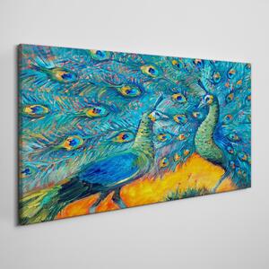 Obraz na plátně Obraz na plátně Zvířata ptáci Peacock
