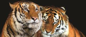 Fototapeta panoramatická vliesová Tygři
