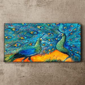 Obraz na plátně Obraz na plátně Zvířata ptáci Peacock