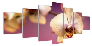 Obraz - orchidej (210x100cm)
