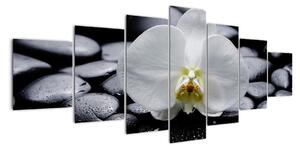 Květ orchideje - obraz (210x100cm)