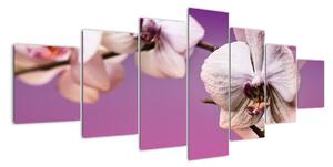 Moderní obrazy - orchidej (210x100cm)