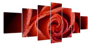 Obraz růže (210x100cm)