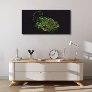 Obraz na plátně Obraz na plátně Chameleon zvířecí příroda