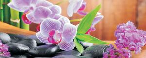 Fototapeta panoramatická vliesová Orchidej 2