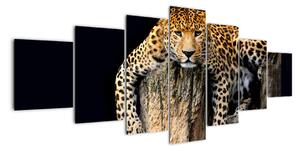 Leopard, obraz (210x100cm)