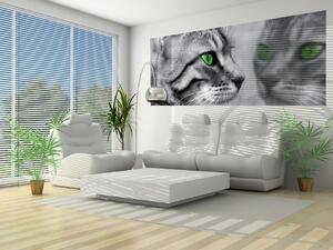 Fototapeta panoramatická vliesová Kočka