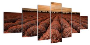 Květinové pole - obraz (210x100cm)