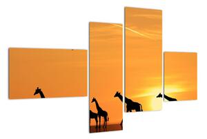 Moderní obraz - žirafy (110x70cm)