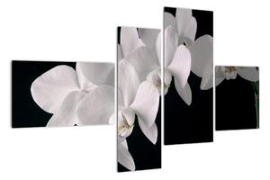 Obraz - bílé orchideje (110x70cm)
