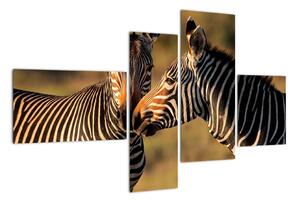 Obraz - zebry (110x70cm)