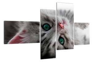Obraz kočky (110x70cm)