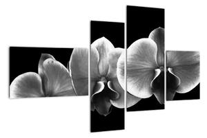 Černobílý obraz - orchidej (110x70cm)