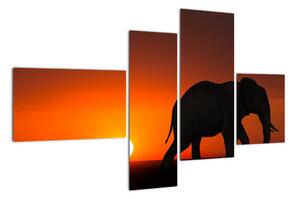 Obraz slona v zapadajícím slunci (110x70cm)