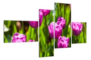 Obraz kvetoucích tulipánů (110x70cm)