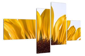 Obraz květu slunečnice (110x70cm)