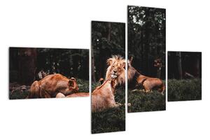 Obrazy - lvi v lese (110x70cm)