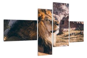 Obraz - ležící lev (110x70cm)