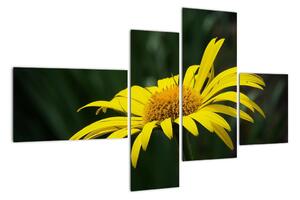 Obraz žlutého květu (110x70cm)
