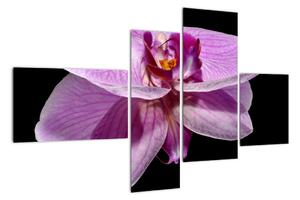 Obraz - orchidej (110x70cm)