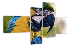 Obraz - papoušek (110x70cm)