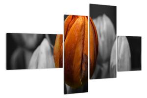 Oranžový tulipán mezi černobílými - obraz (110x70cm)