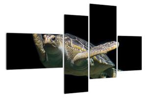 Obraz plovoucí želvy (110x70cm)