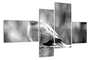 Černobílý obraz ptáka (110x70cm)
