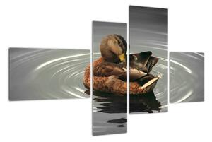 Obraz - kachny ve vodě (110x70cm)