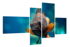 Obraz - ryba (110x70cm)